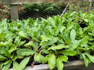 Primula 'Gigas' x 5 Pack - 5cm JUMBO Plug Plants For Sale