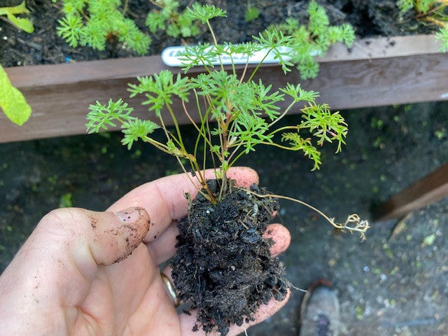 Geranium 'Incanum' x 3 Pack - 5/7cm JUMBO Plug Plants For Sale