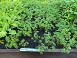 Geranium 'Incanum' x 3 Pack - 5/7cm JUMBO Plug Plants For Sale