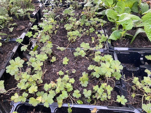 Geranium 'Orkney Cherry' x 3 Pack - 5/7cm JUMBO Plug Plants For Sale