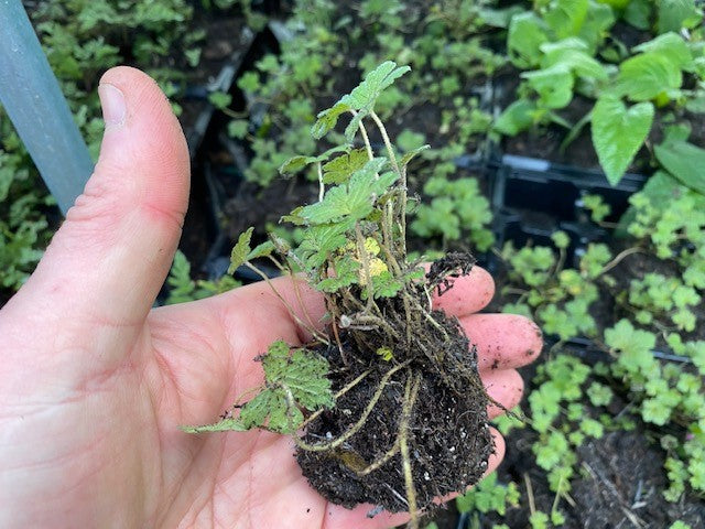 Geranium 'Orkney Cherry' x 3 Pack - 5/7cm JUMBO Plug Plants For Sale