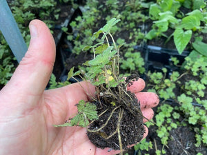 Geranium 'Orkney Cherry' x 3 Pack - 5/7cm JUMBO Plug Plants For Sale