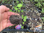 Geranium 'Rozanne' x 3 Pack - 5/7cm JUMBO Plug Plants For Sale
