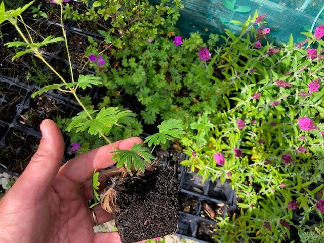 Geranium 'Tiny Monster' x 3 Pack - 5/7cm JUMBO Plug Plants For Sale