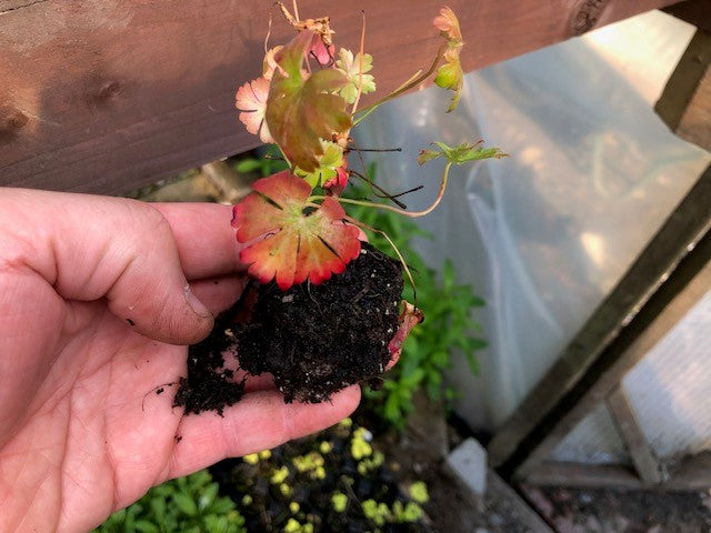 Geranium 'Westray' x 3 Pack - 7cm JUMBO Plug Plants For Sale