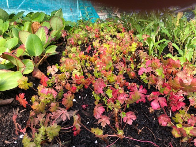 Geranium 'Westray' x 3 Pack - 7cm JUMBO Plug Plants For Sale