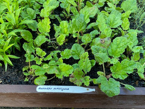 Gunnera 'manicata’ x 1 Pack - 9cm+ Plants For Sale