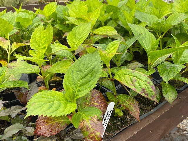 Hydrangea 'Hamburg' x 5 Pack - 5cm JUMBO Plug Plants For Sale