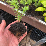 Hebe 'Rakaiensis' x 3 Pack - 5/7cm JUMBO Plug Plants For Sale