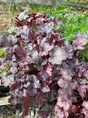 Heuchera Amethyst Mist Perennials x 5 Pack - 5cm Plug Plants For Sale Free P&P