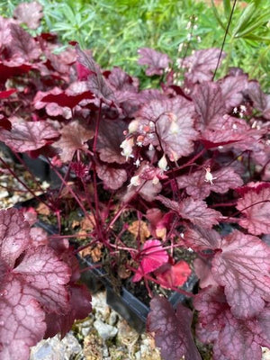 Heuchera Amethyst Mist Perennials x 5 Pack - 5cm Plug Plants For Sale Free P&P