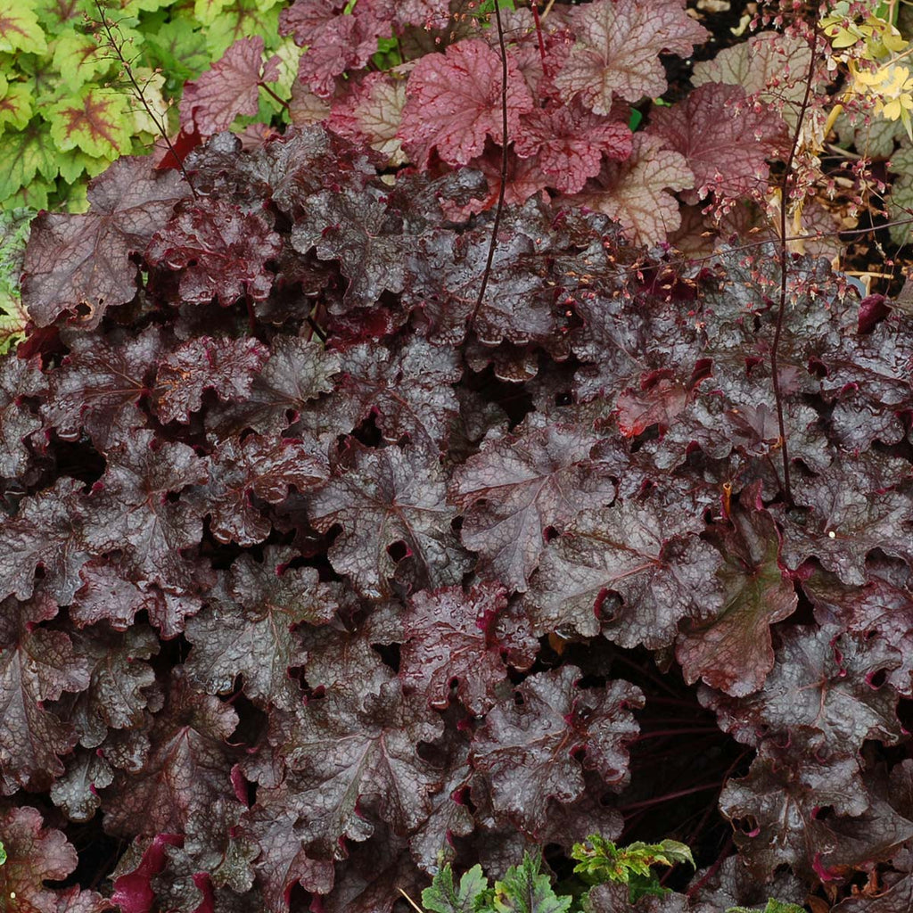 Heuchera 'Licorice' x 5 Pack - 5/7cm JUMBO Plug Plants For Sale