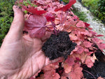 Heuchera 'Autumn Leaves' x 3 Pack - 5/7cm JUMBO Plug Plants For Sale