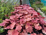Heuchera 'Autumn Leaves' x 3 Pack - 5/7cm JUMBO Plug Plants For Sale
