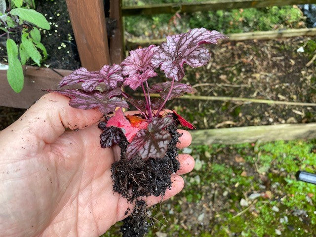 Heuchera 'Blackberry Jam' x 3 Pack - 5/7cm JUMBO Plug Plants For Sale