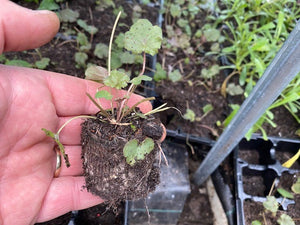 Heuchera Little Cutie 'Frost' x 3 Pack - 5/7cm JUMBO Plug Plants For Sale