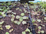 Heuchera 'Can-Can' x 3 Pack - 5/7cm JUMBO Plug Plants For Sale