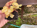 Heuchera 'Champagne' x 3 Pack - 5/7cm JUMBO Plug Plants For Sale