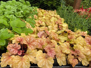 Heuchera 'Champagne' x 3 Pack - 5/7cm JUMBO Plug Plants For Sale