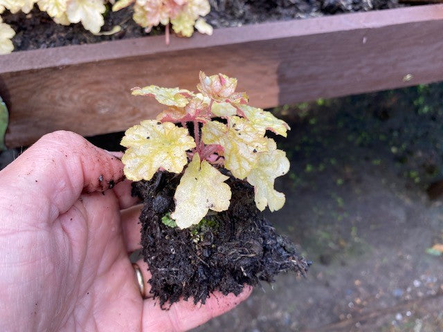 Heuchera 'Ginger Ale' x 3 Pack - 5/7cm JUMBO Plug Plants For Sale