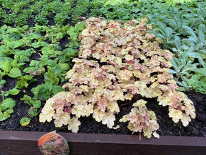 Heuchera 'Ginger Ale' x 3 Pack - 5/7cm JUMBO Plug Plants For Sale