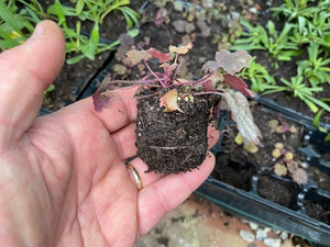 Heuchera Little Cutie 'Frost' x 3 Pack - 5/7cm JUMBO Plug Plants For Sale