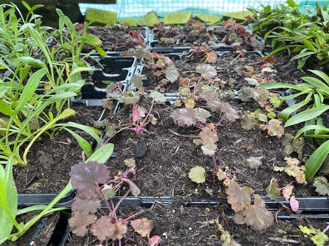 Heuchera 'Can-Can' x 3 Pack - 5/7cm JUMBO Plug Plants For Sale