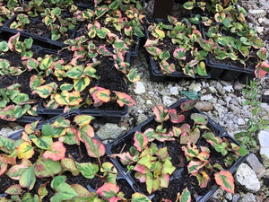 Houttuynia cordata 'Flame' x 8 Pack - 3cm JUMBO Plug Plants For Sale