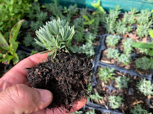 lavender plug plants Lavender 'Rosea' Plants For Sale Jumbo Plug – Dartana Plants