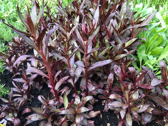 Lobelia 'Queen Victoria' x 3 Pack - 7cm Plants For Sale