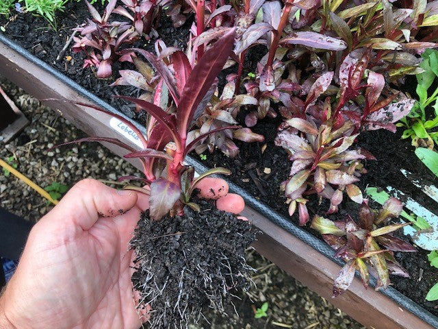 Lobelia 'Queen Victoria' x 3 Pack - 7cm Plants For Sale