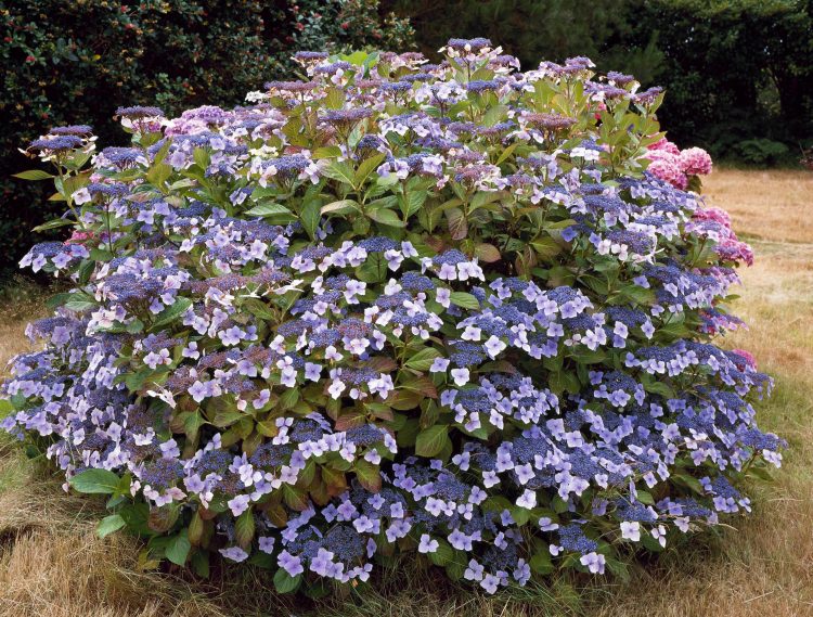 HYDRANGEA Mariesii Perfecta x 3 Pack - 7cm Plants For Sale