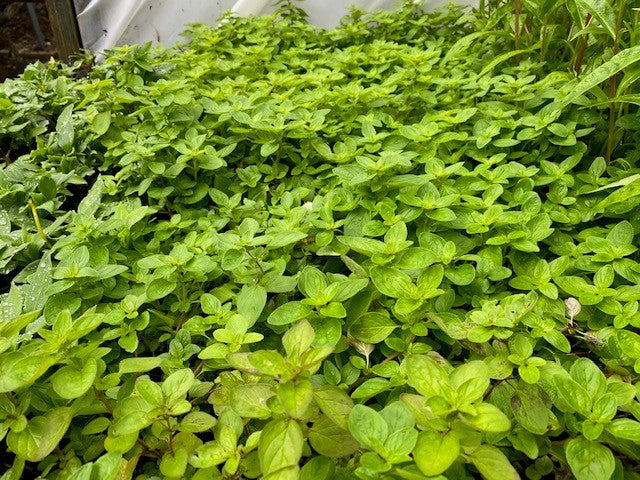 Marjoram Pot Plants For Sale Jumbo Plug – Dartana Plants