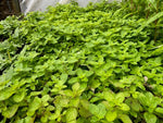 Marjoram Pot x 3 Pack - 7cm Plants For Sale