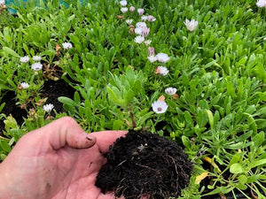 Osteospermum 'Snow Pixie' x 5 Pack - 5/5cm JUMBO Plug Plants For Sale