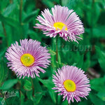 ERIGERON 'Pink Jewel' x 5 Pack - 5cm JUMBO Plug Plants For Sale