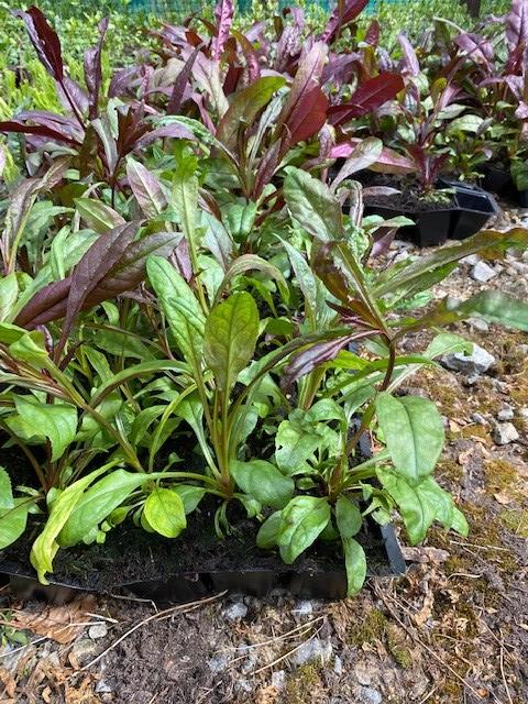 Penstemon digitalis 'Husker Red' 5 Pack - 5/5cm JUMBO Plug Plants For Sale