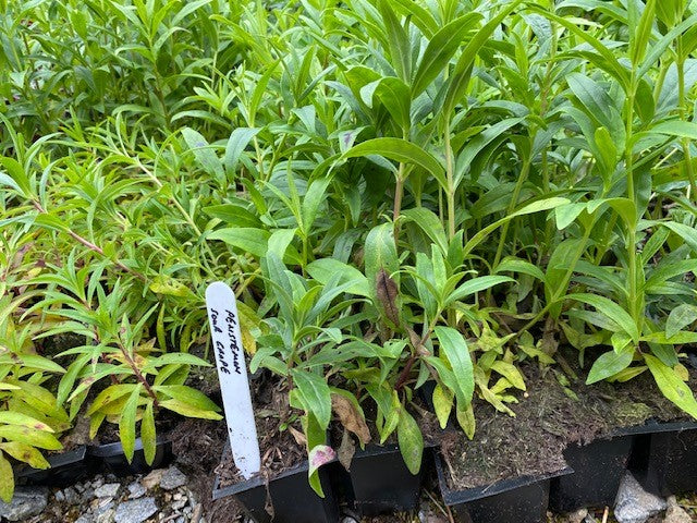 Penstemon 'Sour Grapes' x 5 Pack - 5/5cm JUMBO Plug Plants For Sale