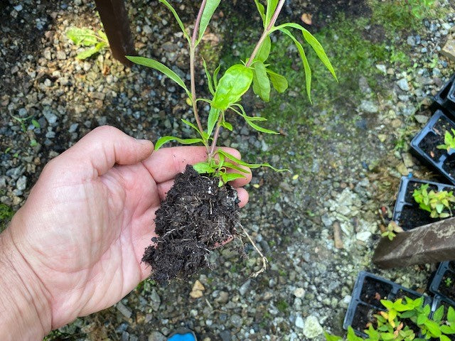 Penstemon 'Burgundy' 5 Pack - 5/5cm JUMBO Plug Plants For Sale