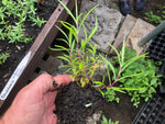 Penstemon 'Patio Wine' x 3 Pack - 5/7cm JUMBO Plug Plants For Sale