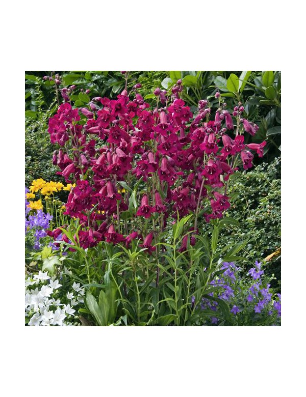 Penstemon 'Patio Wine' x 3 Pack - 5/7cm JUMBO Plug Plants For Sale