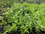 Penstemon 'King George' x 3 Pack - 7cm Plants For Sale