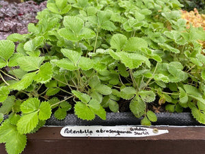 Potentilla 'Golden Starlit' x 3 Pack - 5/7cm JUMBO Plug Plants For Sale