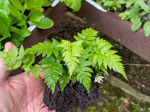 Polystichum Rigens 'Prickly Holly Fern' x 3 Pack - 7cm Plants For Sale