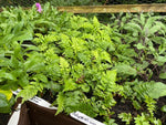 Polystichum Rigens 'Prickly Holly Fern' x 3 Pack - 7cm Plants For Sale