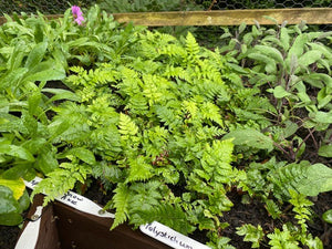 Polystichum Rigens 'Prickly Holly Fern' x 3 Pack - 7cm Plants For Sale