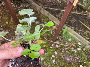 Potentilla 'Golden Starlit' x 3 Pack - 5/7cm JUMBO Plug Plants For Sale