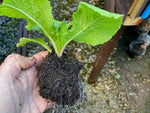 Primula Japonica 'Alba' x 5 Pack - 5cm Plants For Sale