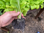 Primula Pulverulenta x 3 Pack - 5/7cm JUMBO Plug Plants For Sale