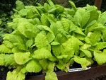 Primula Pulverulenta x 3 Pack - 5/7cm JUMBO Plug Plants For Sale